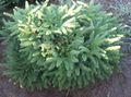   көкшіл Сәндік өсімдіктер Spruce Жастығы / Picea abies Фото