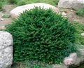   жасыл Сәндік өсімдіктер Spruce Жастығы / Picea abies Фото