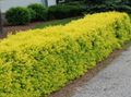   ყვითელი დეკორატიული მცენარეები Privet, ოქროს Privet / Ligustrum სურათი