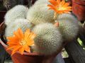   oranžna Sobne Rastline Krona Kaktus / Rebutia fotografija