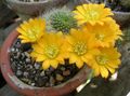   gelb Topfpflanzen Krone Cactus wüstenkaktus / Rebutia Foto