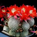   červená Vnútorné Rastliny Koruna Kaktus / Rebutia fotografie