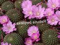   flieder Topfpflanzen Krone Cactus wüstenkaktus / Rebutia Foto
