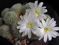 Bilde Krone Kaktus  beskrivelse
