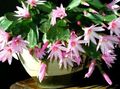  розов Интериорни растения Великденски Кактус лесен кактус / Rhipsalidopsis снимка