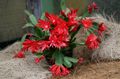   rojo Plantas de salón Cactus Pascua cacto de bosque / Rhipsalidopsis Foto
