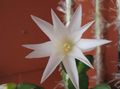   fehér Szobanövények Húsvéti Kaktusz / Rhipsalidopsis fénykép