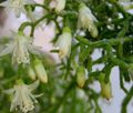   vit Krukväxter Rhipsalis skogskaktus Fil