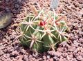   червен Интериорни растения Ferocactus пустинен кактус снимка