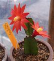   roșu Plante de Interior Bețivi Vis cactus lemn / Hatiora fotografie