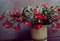   claret Indoor Plants Christmas Cactus / Schlumbergera Photo