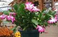   rózsaszín Szobanövények Karácsonyi Kaktusz / Schlumbergera fénykép