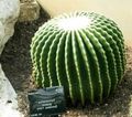   bela Sobne Rastline Orlov Krempelj puščavski kaktus / Echinocactus fotografija