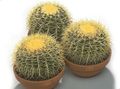   ホワイト 屋内植物 ワシの爪 砂漠のサボテン / Echinocactus フォト