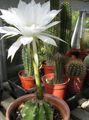   branco Plantas de Interior Thistle Globe, Torch Cactus cacto do deserto / Echinopsis foto