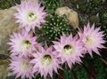   roze Kamerplanten Distel Wereld, Zaklamp Cactus / Echinopsis foto