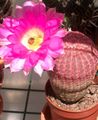   růžový Pokojové rostliny Ježek Kaktus, Krajky Kaktus, Duha Kaktus / Echinocereus fotografie