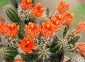   portocale Plante de Interior Cactus Arici, Dantelă Cactus, Cactus Curcubeu / Echinocereus fotografie