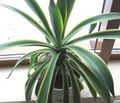   wit American Century Plant, Pita, Spiked Aloe sappig / Agave foto