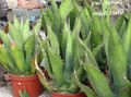   blanc des plantes en pot American Usine De Siècle, Pita, Aloe Dopés les plantes succulents / Agave Photo