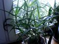   червен Интериорни растения Алое сукуленти / Aloe снимка