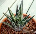   rot Topfpflanzen Aloe sukkulenten Foto