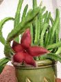   red Carrion Plant, Starfish Flower, Starfish Cactus succulent / Stapelia Photo