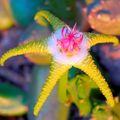   yellow Carrion Plant, Starfish Flower, Starfish Cactus succulent / Stapelia Photo