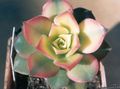   branco Velvet Rose, Saucer Plant, Aeonium suculento foto