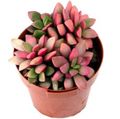   pink Indoor Plants Anacampseros succulent Photo