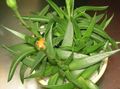   žuta Sobne biljke Bergeranthus Schwant sukulenti Foto