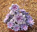   pink Ghost Plant, Mother-of-Pearl Plant succulent / Graptopetalum Photo