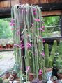   ვარდისფერი შიდა მცენარეები რათ კუდი Cactus ხის კაქტუსი / Aporocactus სურათი