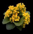   žltá Vnútorné Rastliny Kalanchoe sukulenty fotografie