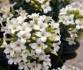   beyaz Kapalı bitkiler Kalanchoe etli fotoğraf