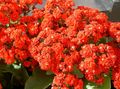   czerwony Pokojowe Rośliny Kalanchoe (Kalanchoe) sukulenty zdjęcie