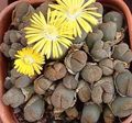  желтый Комнатные Растения Литопсы (Живые камни) суккулент / Lithops Фото