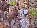   amarelo Pebble Plants, Living Stone suculento / Lithops foto