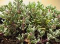   flieder Topfpflanzen Oscularia sukkulenten Foto