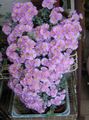   lilac Indoor Plants Oscularia succulent Photo