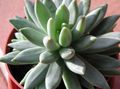   κόκκινος Εσωτερικά φυτά Μπλε Θολότητα παχύφυτα / Pachyphytum φωτογραφία