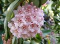   rosa Topfpflanzen Wachs-Anlage sukkulenten / Hoya Foto