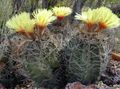   žuta Sobne biljke Astrophytum pustinjski kaktus Foto