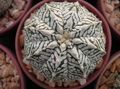   gulur inni plöntur Astrophytum eyðimörk kaktus mynd