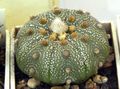   jaune des plantes en pot Astrophytum le cactus du désert Photo