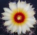   бео Затворени Погони Астропхитум пустињски кактус / Astrophytum фотографија