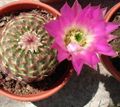   roze Kamerplanten Astrophytum woestijn cactus foto