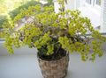   żółty Pokojowe Rośliny Aichryson (Drzewa Miłości) sukulenty zdjęcie