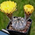   gul Krukväxter Acanthocalycium ödslig kaktus Fil