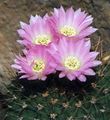   rosa Le piante domestiche Acanthocalycium il cactus desertico foto